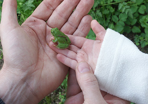 Laubfrosch 500x350
