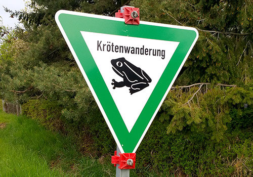 Krötenwanderung